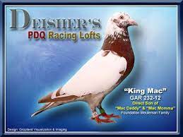 pin by anka on posta guvercini pigeon loft racing pigeons homing pigeons