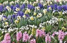 Il narciso è il fiore che prima di tutti annuncia l'arrivo della primavera. Fiorellini A Grappolo Profumatissimi Che Crescono Inizio Primavera Fiori Bianchi Quali Sono Cure Naturali It In Italia Si Va In Pensione A Sessantacinque Anni Hmotta