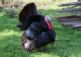 Ayam Kalkun Black Spanish Kalkun Ternak Ayam Ayam