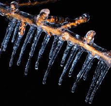 Pruning the fruit trees should be done in spring. Peach Tree Winter Care Tips On Protecting Peach Trees In Winter