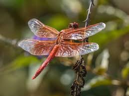 We did not find results for: Sonoma County S Amazing Dragonflies Make Beautiful Friends For Your Pond