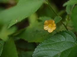 Image result for Sida veronicifolia
