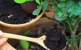 I have wanted to leverage used coffee grounds in my garden/compost but not being a coffee drinker myself i never after just two days i have accumulated 40 lbs of coffee grounds, now how can i use this stuff in my garden? Coffee Grounds For Houseplants Are They Good For Your Indoor Plants