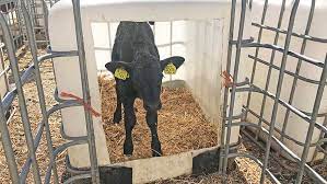 Family Dairy Saves Money By Making Their Own Calf Hutches - Farmers Weekly