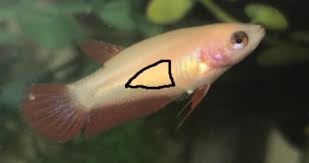 The peacock is seen as a legendary bird that wards off evil. Petco Betta Baby Boy Betta Fish Forum