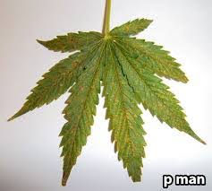 We did not find results for: Interveinal Reddening And Rust Spots Plant Problems Growers Network Forum
