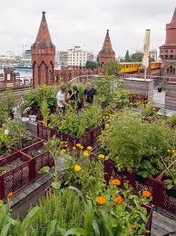 Privater Gemeinschaftsgarten Uber Den Dachern Von Berlin Dachgarten Stadtgarten Bepflanzung