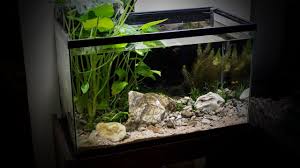 Rescaping My Betta S 10 Gallon Riparium Aquarium Betta Betta Fish Fish Tank