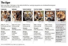 types of tigers types of tigers tiger species big cats