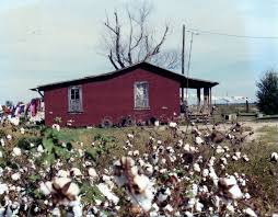 dad took this pic so mom could paint it for him years ago ms delta and cotton landscape photos mississippi delta mississippi delta blues pinterest