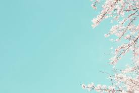 Cherry blossom, pink flowers, blue sky, clear sky, spring, tree branches, 5k. Cherry Blossom Wallpapers Free Hd Download 500 Hq Unsplash