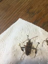 Start by vacuuming the whole house and washing any items on the hottest washing setting. Pest Identification Photos Pest Control Canada