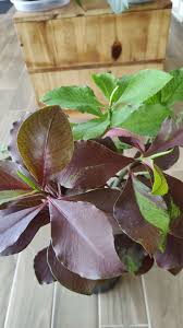 Image result for Euphorbia grantii