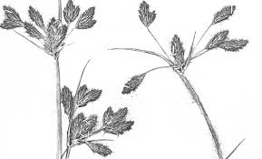 Image result for Bolboschoenus glaucus