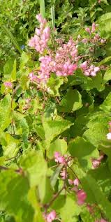 Image result for Afrobrunnichia erecta