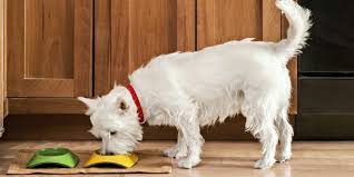 Probiotics are one of the best immune boosters for dogs because they provide good bacteria for the digestive system. 6 Home Remedies To Strengthen Your Dog S Immune System Dogexpress