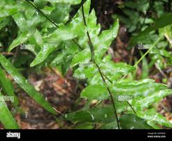Image result for Cheilanthes viridis