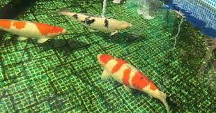 You can put about ten small koi in it, but as they grow you will need to find new homes . How Many Koi Per Gallon Aquatic Veterinary Services