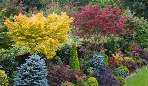 Acers, or japanese maples, provide marvellous colour and foliage. 310 Acer Ideas In 2021 Japanese Maple Tree Japanese Maple Acer Palmatum