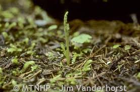 Image result for Platostoma montanum