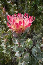 Helpful advice on growing proteas · full sun and reasonable drainage · slightly acidic soils · no additives needed · good drinks once a week · careful with fertliser. Protea Eximia Wikipedia
