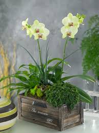 Hyacint Cibula Foto Hľadat Googlom Orchidey Kvety Kvetinace