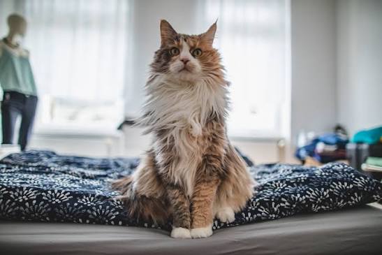 5 Pro Tips for Becoming a Cat Sitter