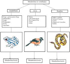 The aves armor, made by cc's conversions, was designed with tevarin aesthetic elements. Animal Metabolites From Amphibians Reptiles Aves Birds And Invertebrates Sciencedirect