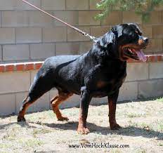 Rottweiler puppies for sale in san diego the rottweiler is brave, loyal, obedient, protective, watchful, and strong. California Rottweiler Breeder Vom Hochklasse German Rottweilers