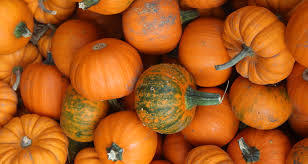 Descarga y usa 2.000+ fotos de archivo de calabaza gratis. Como Se Congela La Calaba Para Conservarla Frigicoll Blog