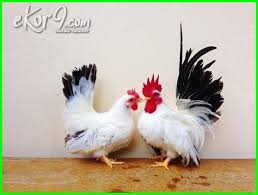 Ayam Kate Terbagus Paling Unik Di Dunia Dan Gambar Dan Jenisnya Ayam Binatang Hewan