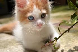 The black tabby i would say is a very rare pet, i've never seen it on the alliance or neutral auction house and it's rarer than the white kitten making it the most rarest cat variety pet in this game, horde players should farm these more if they want to make big money. Hd Wallpaper White And Orange Tabby Kitten Holding Green Leaf Plant Awesome Wallpaper Flare