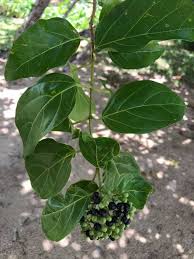 Image result for Premna velutina