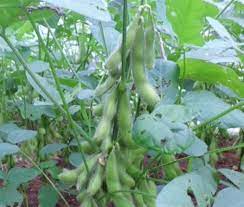 11 Panduan Lengkap Cara Budidaya Edamame Kedelai Jepang Berkualitas Dengan Mudah Faunadanflora Com