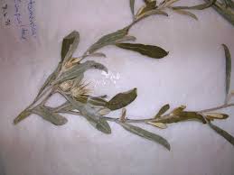 Image result for Dicoma tomentosa