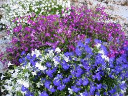 Lobelia Riviera Marine Blue Lobelia Riviera Rose Ja Lobelia Riviera White Plants Marine Blue Rose