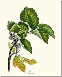 Many elm (ulmus) trees of various kinds have attained great size or otherwise become particularly noteworthy; Amazon Com Elm Tree Leaf Print Vintage Botanical Art 4 Handmade