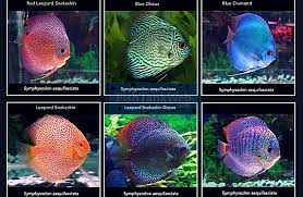 37 Described Discus Species Chart