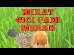 Vidio suara cici padi betina / perbedaan ciblek sawah jantan dan betina extra : Mikat Cici Padi Merah Salome Di Sawah Seruuu By Dedi Channel