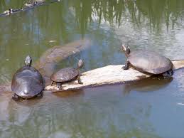 Sensitive species (date, location, and observer information is restricted) public information for sensitive species is restricted due to potential harmful impact to these birds. Leesylvania State Park A Virginia State Park Located Near Alexandria Annandale And Arlington