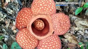 Sementara itu, thomas stamford raffles memang bukan penemu pertama. Bunga Rafflesia Arnoldi Youtube