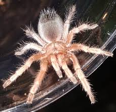 Image result for Rotala gossweileri