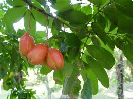 Image result for Blighia