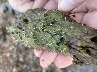 Image result for Multiclavula mucida