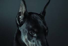 Pin By Nurcan Turk On Oc Dirk Doberman Doberman Pinscher Dogs