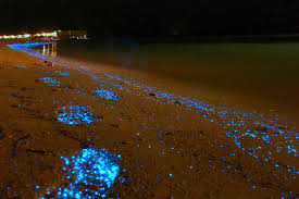 We did not find results for: This Glowing Beach In Maldives Will Literally Leave You Starstruck