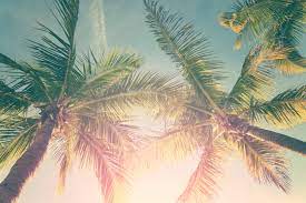 Tree Palm Tree Care How To Care For Palm Trees In Central Fl Heron