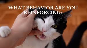No cat should suffer a lonely death. What Behaviors Are You Reinforcing In Your Cat S Behavior