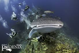 The sunsets on koh lanta are not to be missed. Diving Koh Lanta Padi Diving Center Scuba Dive Courses Koh Lanta