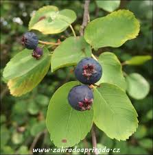 Image result for indiánská borůvka obrázek